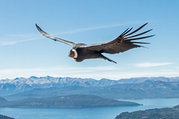 Condor sobrevoando paisagem, um símbolo do condoreirismo.