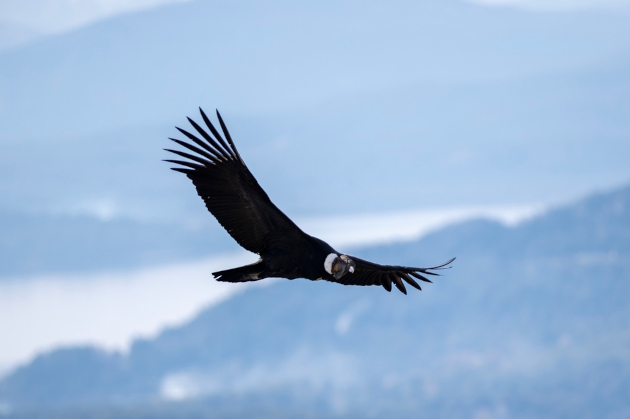 Condor, ave que é símbolo da terceira geração do romantismo.